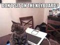 Momo Dont Sit On keyboard