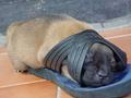 funny animal sleep on slipar