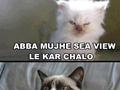 funny cat pictures 2013