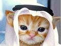 A cat wearing a hijab