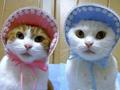 funny twins cats