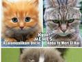 funny cats pictures