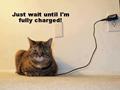 funny cat charging