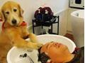Dog Hair Saloon Funny Picture