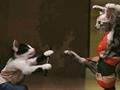 wana fight with me kungfu funny cats