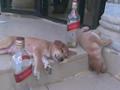 Funny Drunk Dogs Sleeping With Enjoy
