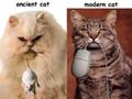Old and modren Cat