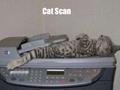 cat scanner funny