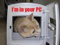Funny-cat-pictures