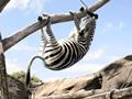 funny zebra picture