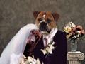 funny dog marriage