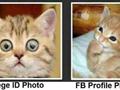 funny cat photos