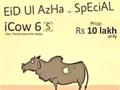 Apple Cow For Eid ul Azha