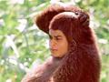 Shahrukh in monkey dress