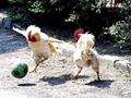 Chicken Play fifa