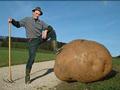 Biggest potato