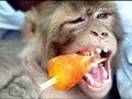 funny.monkey.eating.popsicle