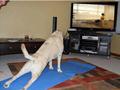 Funny dog exercising yoga watching