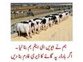 Cow On Pakistani Border