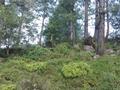Natural Jungle, Thandyani, Abbottabad