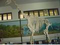 Pakistan Museum of Natural History, Islamabad