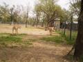 Blue Bull, Marghazar Zoo, Islamabad