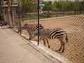 Burchell''s Zebras, Marghazar Zoo, Islamabad