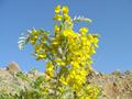 (Flower in NALI MOUNTAIN) near Mines Labour Welfare Colony, Balochistan.