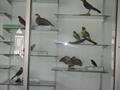 Wildlife Museum, Dunga Galli, KPK