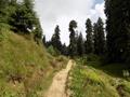 Mushkpuri Hiking Track, Nathiagali, KPK