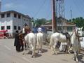 Horse Riding, Khalid Road, Murree