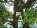 400 Year''s Old Tree, Malka-e-Kohsar Murree