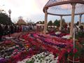 Flower Exhibition @ Sher Shah Park Wah Cantt