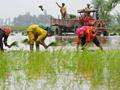 rice_cultivation_pakistan-other