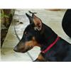 Healthy Doberman Female Puppy