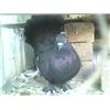 Black Indian Fantail male pigeon