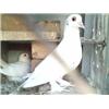 White Diliwal Pigeon pair