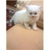 Persian Kittens For Sale