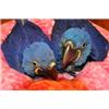 Hyacinths Macaws for sale