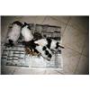 Show Class Shih Tzu Pups