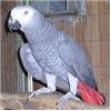 PARROTS FOR SALE