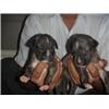 Pit bull pups 2 pairs