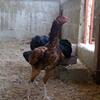 Aseel hen amroha mianwali breed brown color for sale 