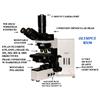 MICROSCOPE OLYMPUS BX-50