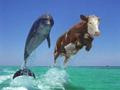 funny_dolphin_and_cow