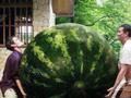 world largest watermelon