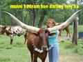 Zardari Bull Cow