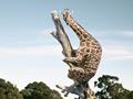 Giraffe-climbed-up-the-tree-
