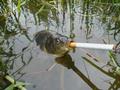 fish smoking
