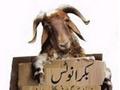 Very Very Funny Bakra Goats